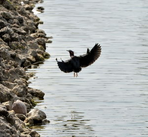 Birds on rock by lake