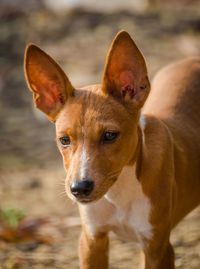 Close-up portrait of dog