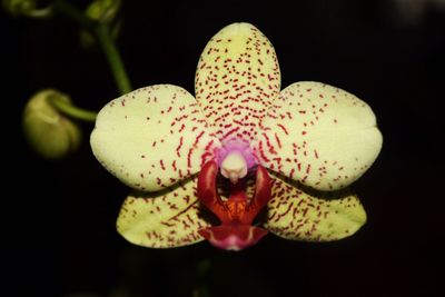 Close-up of insect on pink flower at night