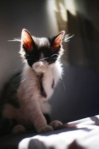 Close-up of kitten on bed