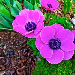 Close-up of pink flower