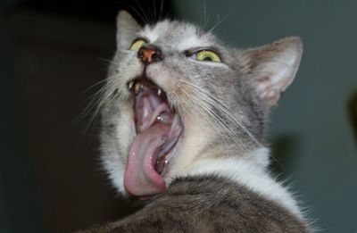 Close-up of cat yawning