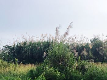 Plants growing on field