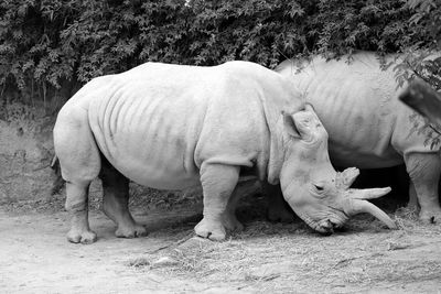 Side view of white rhinoceroses at lisbon zoo