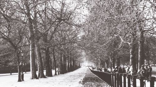 Empty road along trees