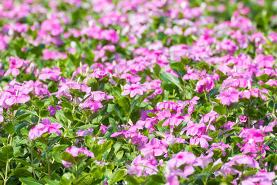 Close-up of pink flowering plants