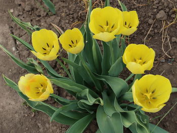 High angle view of yellow flowering plants