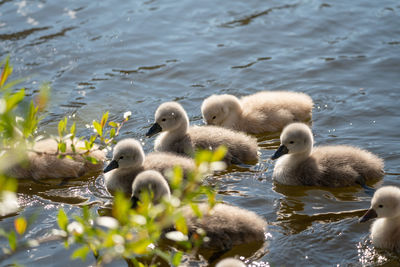 Swans swimming in lake