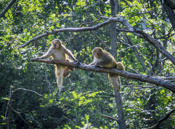 Monkey sitting on tree in forest