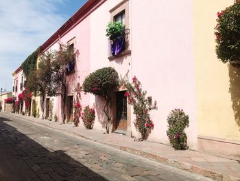 Plants growing on sidewalk by building against sky