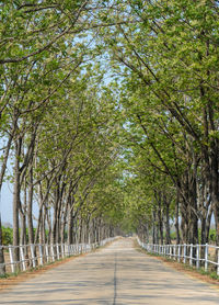 Road amidst trees in forest