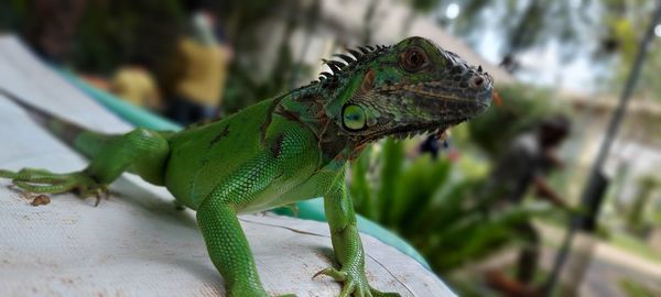 Close-up of iguana