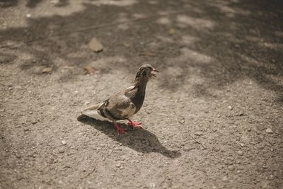 High angle view of bird perching on a land