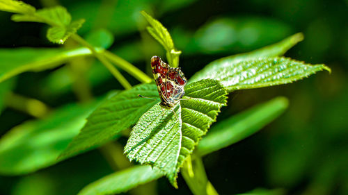 Close-up of insect on leaf