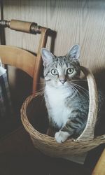 Portrait of cat sitting in basket
