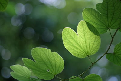 Close-up of fresh green leaves