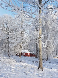 Bare trees on snow covered field