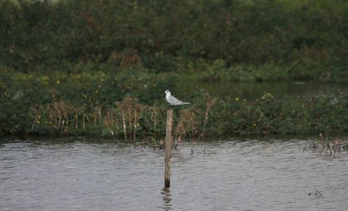 Bird flying over lake