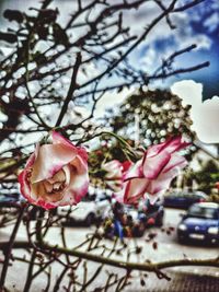 Close-up of pink rose on tree