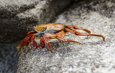 Close-up of insect on rock