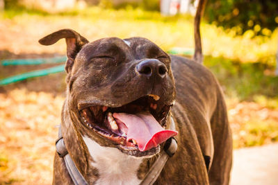 Close-up of dog outdoors