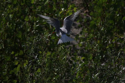 Close-up of bird flying