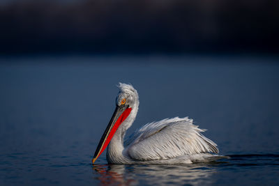 Close-up of pelican