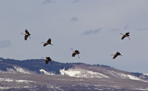 Flock of birds flying in sky