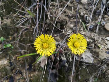 High angle view of yellow flowering plant on field