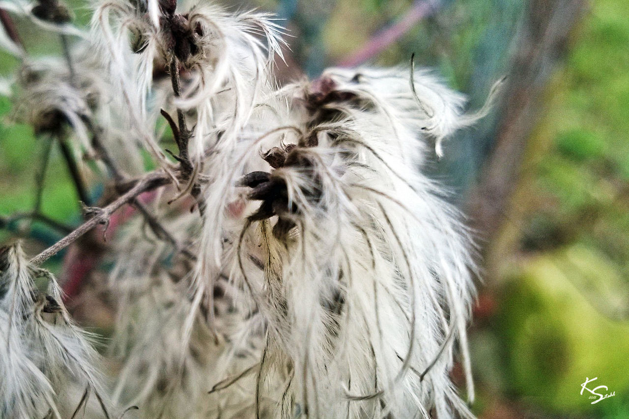 animal themes, focus on foreground, one animal, wildlife, animals in the wild, close-up, nature, selective focus, day, field, animal hair, outdoors, no people, growth, plant, dry, mammal, forest, beauty in nature, tree