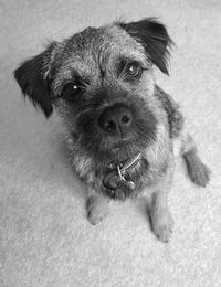 Close-up portrait of dog