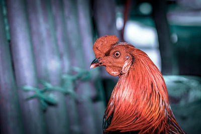 Close-up of a rooster