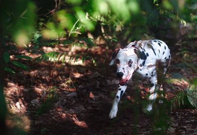 Portrait of dog walking on field