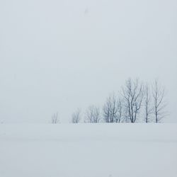 Bare trees on landscape against clear sky