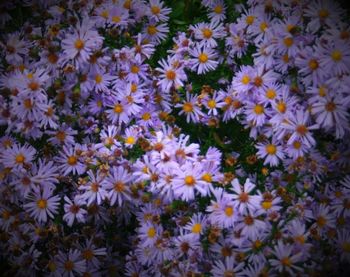 High angle view of daisy flowers blooming in garden