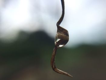 Close-up of plant against blurred background