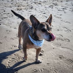 Portrait of dog