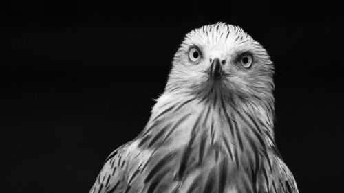 Close-up of owl against black background