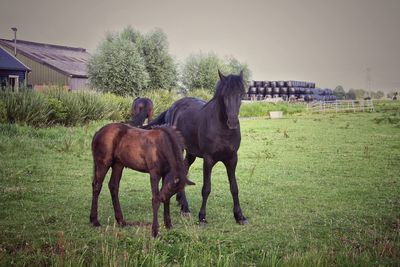 Horses in a field