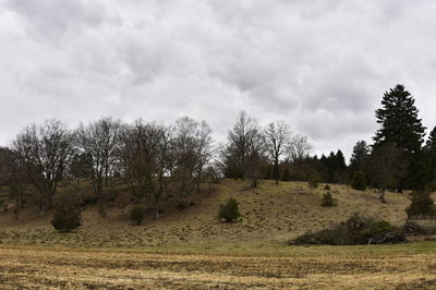 Trees on field against sky