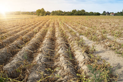 Agriculture in germany. in the hot summer, the dryness destroys the cultivated plants.