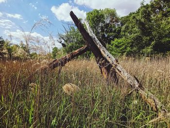 Plants growing on field against sky