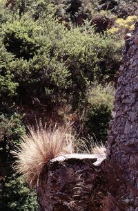 Close-up of plants growing on land