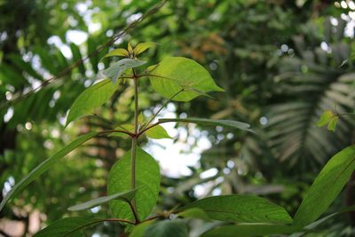 Close-up of green leaves on tree
