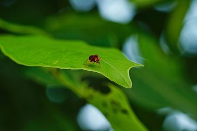 Close-up of ladybug on leaf