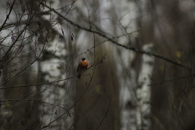 Close-up of a bird perching on branch