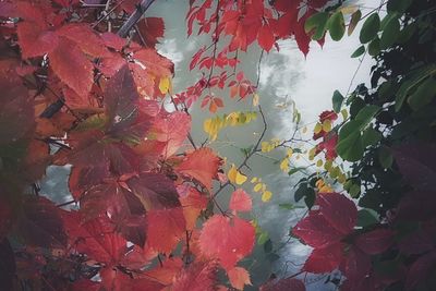 Close-up of maple leaves on tree against sky