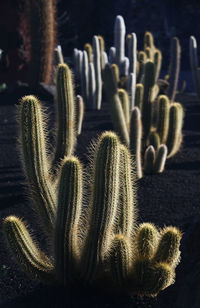 Close-up of succulent plant