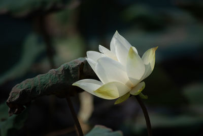 Close-up of white flowering plant