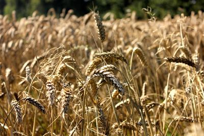 Close-up of wheat growing on field